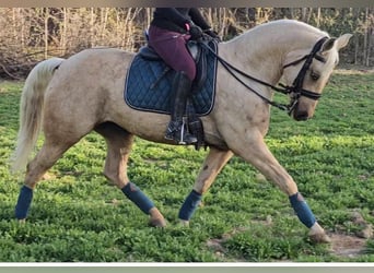 Azteca Blandning, Sto, 8 år, 150 cm, Pärla