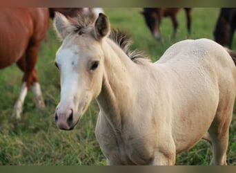 Azteca, Stute, Fohlen (03/2024), 155 cm, Buckskin