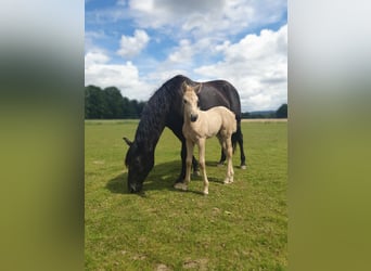 Azteca, Sto, Föl (05/2024), 160 cm, Palomino