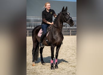 Azteca Mix, Stute, 15 Jahre, 147 cm, Rappe