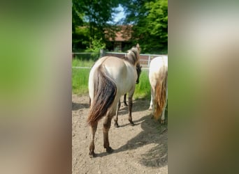 Azteca, Stute, 1 Jahr, 158 cm, Grullo