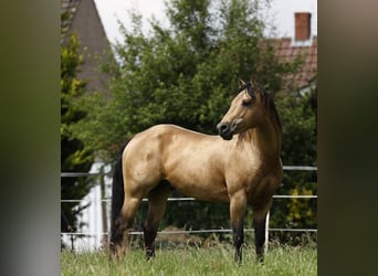 Azteca, Stute, 1 Jahr, 158 cm, Palomino