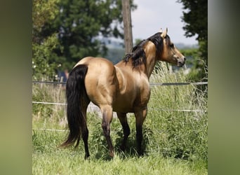 Azteca, Stute, 1 Jahr, 158 cm, Palomino