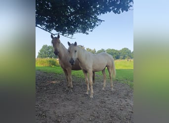 Azteca, Stute, 1 Jahr, 158 cm, Palomino