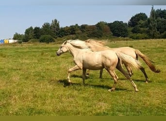 Azteca, Stute, 1 Jahr, 158 cm, Palomino