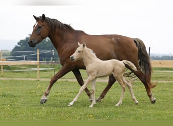 Azteca, Stute, 1 Jahr, 158 cm, Palomino