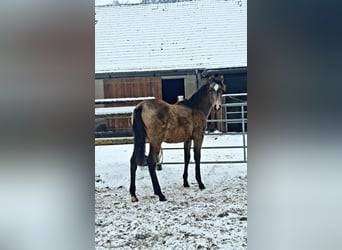Azteca, Stute, 1 Jahr, 162 cm, Buckskin