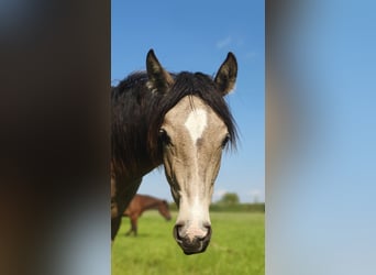 Azteca, Stute, 1 Jahr, 162 cm, Buckskin