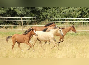 Azteca, Stute, 2 Jahre, 155 cm, Buckskin