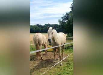 Azteca, Stute, 2 Jahre, 158 cm, Palomino
