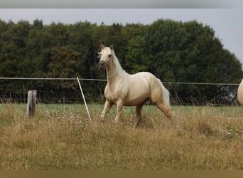 Azteca, Stute, 2 Jahre, 158 cm, Palomino