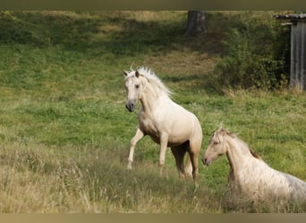 Azteca, Stute, 2 Jahre, 158 cm, Palomino