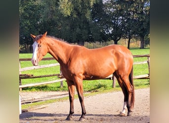 Azteca, Stute, 2 Jahre, 164 cm, Brauner