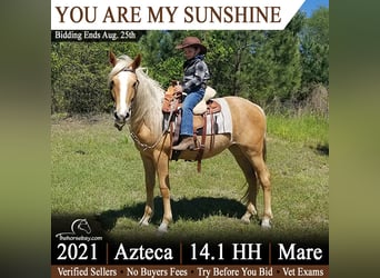 Azteca, Stute, 4 Jahre, Palomino