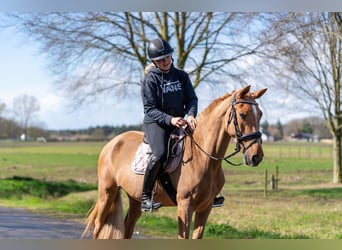 Azteca Mix, Stute, 5 Jahre, 146 cm, Fuchs