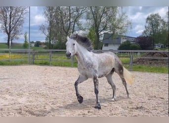 Azteca, Stute, 6 Jahre, 156 cm, Apfelschimmel