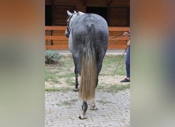 Azteca, Stute, 6 Jahre, 165 cm, Schimmel