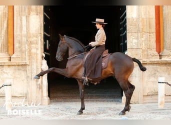 Azteca, Stute, Fohlen (05/2023), 158 cm, Rappe
