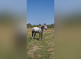 Azteca, Wallach, 11 Jahre, Schimmel