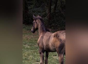 Azteca, Wallach, 1 Jahr