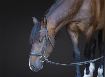 Azteca, Wallach, 4 Jahre, Rotbrauner