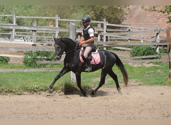 Azteca, Wallach, 5 Jahre, 154 cm, Rappe