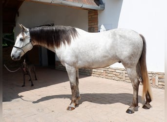 Azteca, Wallach, 7 Jahre, 154 cm, Schimmel