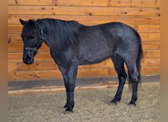 Azteca, Wallach, 9 Jahre, 152 cm, Roan-Blue