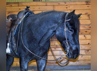 Azteca, Wallach, 9 Jahre, 152 cm, Roan-Blue