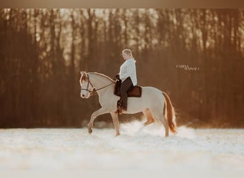 Azteca, Wallach, 9 Jahre, 160 cm, Perlino