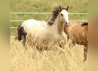 Azteca, Yegua, 2 años, 155 cm, Buckskin/Bayo