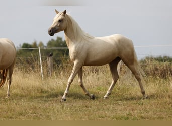 Azteca, Yegua, 2 años, 158 cm, Palomino