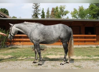 Azteca, Yegua, 6 años, 165 cm, Tordo