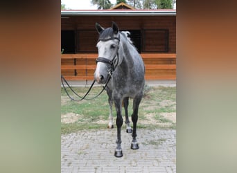 Azteca, Yegua, 6 años, 165 cm, Tordo