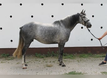 Azteca, Yegua, 6 años, 165 cm, Tordo