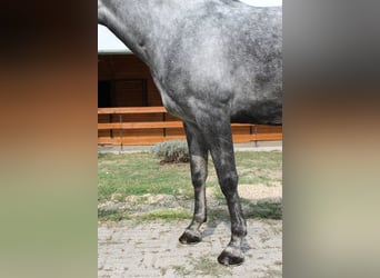 Azteca, Yegua, 6 años, 165 cm, Tordo