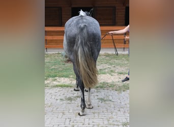 Azteca, Yegua, 6 años, 165 cm, Tordo