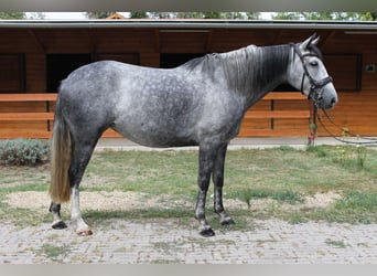 Azteca, Yegua, 6 años, 165 cm, Tordo