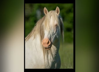 Aztèque Croisé, Étalon, 15 Ans, 151 cm, Cremello
