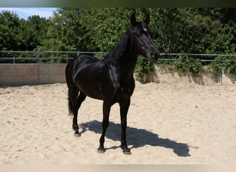 Aztèque, Étalon, 1 Année, Noir