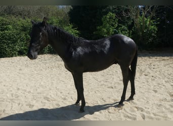 Aztèque, Étalon, 1 Année, Noir