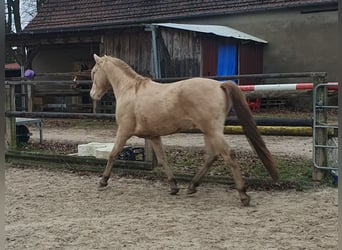 Aztèque, Étalon, 4 Ans, 162 cm, Champagne