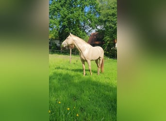 Aztèque, Étalon, 4 Ans, 162 cm, Champagne