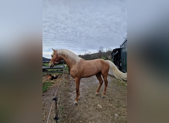 Aztèque Croisé, Étalon, 8 Ans, 160 cm, Perle