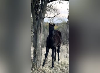 Aztèque, Étalon, Poulain (06/2026), 150 cm, Noir