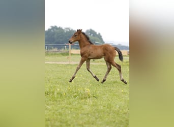 Aztèque, Étalon, Poulain (04/2024), 163 cm, Bai