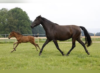 Aztèque, Étalon, Poulain (04/2024), 163 cm, Bai