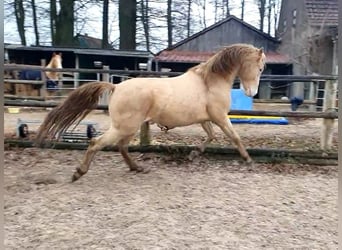Aztèque, Étalon, Poulain (05/2026), 165 cm, Perle
