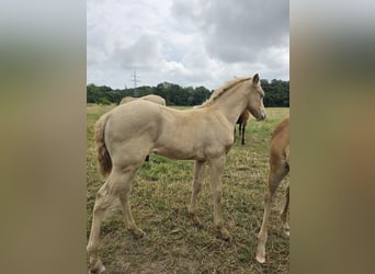 Aztèque, Étalon, Poulain (05/2026), Perle