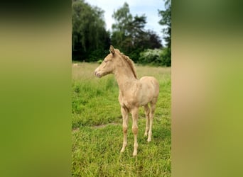 Aztèque, Étalon, Poulain (05/2026), Perle